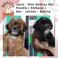 Mini Shihtzu Mix Poodle Shihpoo Anjing Jantan Betina Mini Shitsu Shitzu