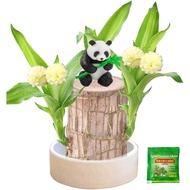 Brazilian Wood Plant Set, Brazilian Lucky Wood Plant with Panda Statue, Brazilian Wood Hydroponic Pl