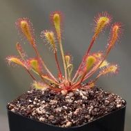 Drosera nidiformis Garden Decoration | CatchyFlora