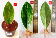 กวักมรกตด่าง (ZAMIOCULCAS ZAMIIFOLIA) มีรากแล้ว มีหัวแล้ว จัดส่งพร้อมกระถาง 3 นิ้ว