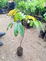 Bibit Tanaman Buah Matoa-Bibit Matoa Cangkok/Sambung