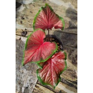 Goods in stock caladium red dragon - gn horti