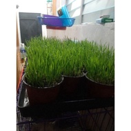 § ❁ ◄ 1KG Pure barley seeds / Pure wheat grass /Organic