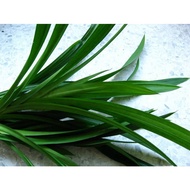 Pokok Pandan Wangi /Anak pokok pandan / dan daun pandan segar/ Pokok Hidup