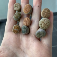 Living Stone (LITHOPS 非洲生石花)