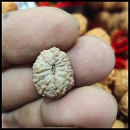 Jenitri Rudraksha Mukhi 13 Best Seller