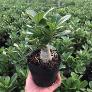 Double Petal Desert Rose Potted Plant Blooming Plant Courtyard Drought-Tolerant Indoor Balcony Succu