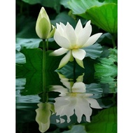 DIY 5D DIAMOND PAINTING - WHITE LOTUS PAINTING