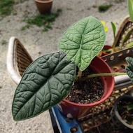 Keladi dan Alocasia. Sudah stabil dalam pasu 4 inci. Semenanjung Malaysia sahaja.