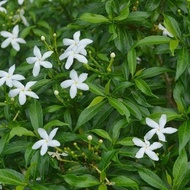 ANOR - Ervatamia dwarf Plant / Pokok bunga jasmin renek
