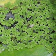 AZOLLA/Lumut Air makanan haiwan ternakan.