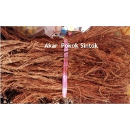 Akar Sintok ASLI Beluru - 1 ikat