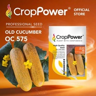 HOT ITEM🔥 (100 SEEDS) Biji Benih Timun Tua Gold bar 金霸 OC575 CROP POWER F1 HYBRID Old Cucumber Seeds