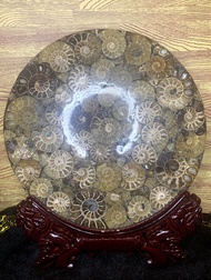 JX World 加持斑彩螺盘摆件 Blessed Ammonite Plate Ornament
