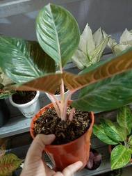 Aglaonema Kresna