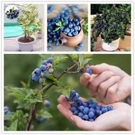 Ready Stock Malaysia (High Quality) Blueberry Seeds 30 pcs Fruit Tree Seeds Potted Planting Seasons Fruit Seeds Plant Seeds Flowers Indoor Plants Benih Pokok Bunga Benih Sayur Sayuran Pokok Bunga Anak Pokok Biji Buah keladi Others