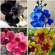 Paket 4 Anggrek Dendrobium seedling - bunga Anggrek Dendrobium MURAH