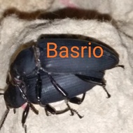 kumbang kepik ulat jerman kualitas