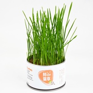 New Product Canned Cat Grass Lazy Vomiting Hairball Wheat