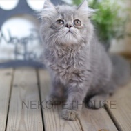 Persia Flatnose Longhair Abu Kitten Anak Kucing