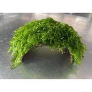Java Moss on coconut shell or wood (Submerged) / Aquarium Plant.