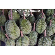 POKOK DURIAN CHANEE KAHWIN /D123 (IMPORT)