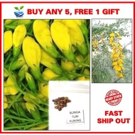 12biji benih POKOK TURI KUNING. yellow sesbania seeds. Bunga cantik dan boleh dimakan. Edible flowers &amp; leaves