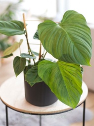 Cây giống trầu bà Fuzzy