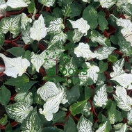 Blooms Nursery White Thai Beauty Caladium New Hybrid | Keladi Putih Thailand Live Plant