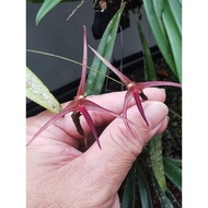 Orchid Bulbophyllum attenuatum