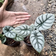 alocasia silver dargon / tanaman alocasia silver dragon