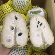 Cây na dai đài loan - Na dứa (Ảnh thật) trái to ngọt cao 60 cm