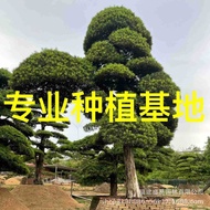 Japan Four Seasons Evergreen Park Villa Domestic Special-Shaped Arhat Pine Oblique First Choice Arha