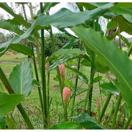 BENIH POKOK KANTAN BESAR