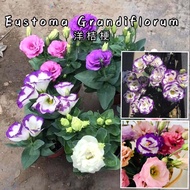 Ready Stock Flower Seed Eustoma Grandiflorum Biji Bernih Bunga Eustoma Grandiflorum花种子 洋桔梗