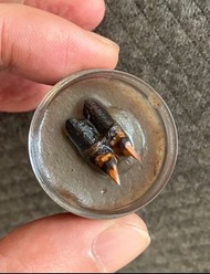 強效沙力架灣士碰