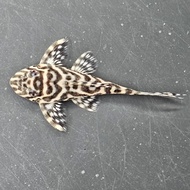 Pleco Hypancistrus - L236