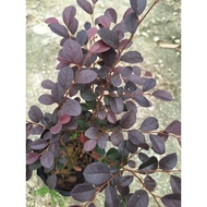 FTH # loropetalum Chinese # tahan panas #pokok hidup