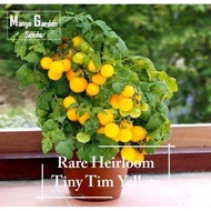 [Wholesale]*Super Rare* Heirloom Tiny Tim Yellow Tomato Seeds - 30 Seed *Pot Friendly* Tanam Pasu, B