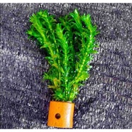 Hydrila/egeria densa aquascape Aquatic Plant
