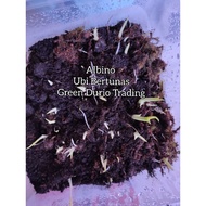 🔥💥PROMOSI UBI KELADI ALBINO (AMV) - MACRORRHIZA VARIGATED sudah bertunas 🔥🔥💥