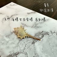 現貨 倒店出清 天然海螺女巫骨螺 長刺螺