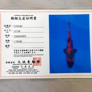 ikan koi hiutsuri size 20 import