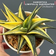 ม้าเวียนด่าง ฮาโวเทีย Haworthia limifolia variegated ไม้อวบน้ำ กุหลาบหิน cactus&amp;succulentหลากหลายสายพันธุ์