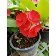 Pokok Mahkota Berduri (Euphorbia Milli)