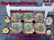 🌵💥จัดเซ็ต 💥🌵 6 กระถาง 50 บาท และ 3กระถาง 50 บาท จัดส่งทั้งกระถาง (ต้นกระบองเพชร ต้นแคคตัส แคคตัส กระบองเพชร)