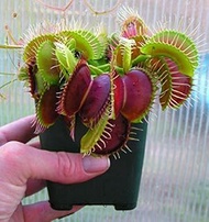Dionaea Giant Clip Venus Fly Seeds Trap 100 Pieces Insectivore Seed Plant Garden in Pot Bonsai Famil