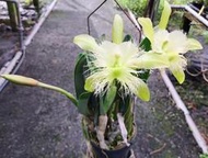 瓜地馬拉 原生蘭Brassavola digbyana 大豬哥(超大花16CM~進口母株OG)超大叢21葉