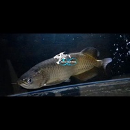 IKAN HIAS IKAN JARDINI ARWANA BATIK AROWANA IRIAN BIG SIZE