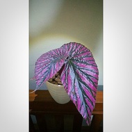 Tanaman Hias Begonia Rex Walet/Pink Ori